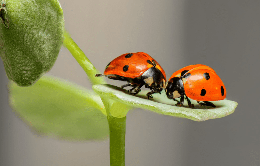 Voordelen van plagen bestrijden met natuurlijke vijanden