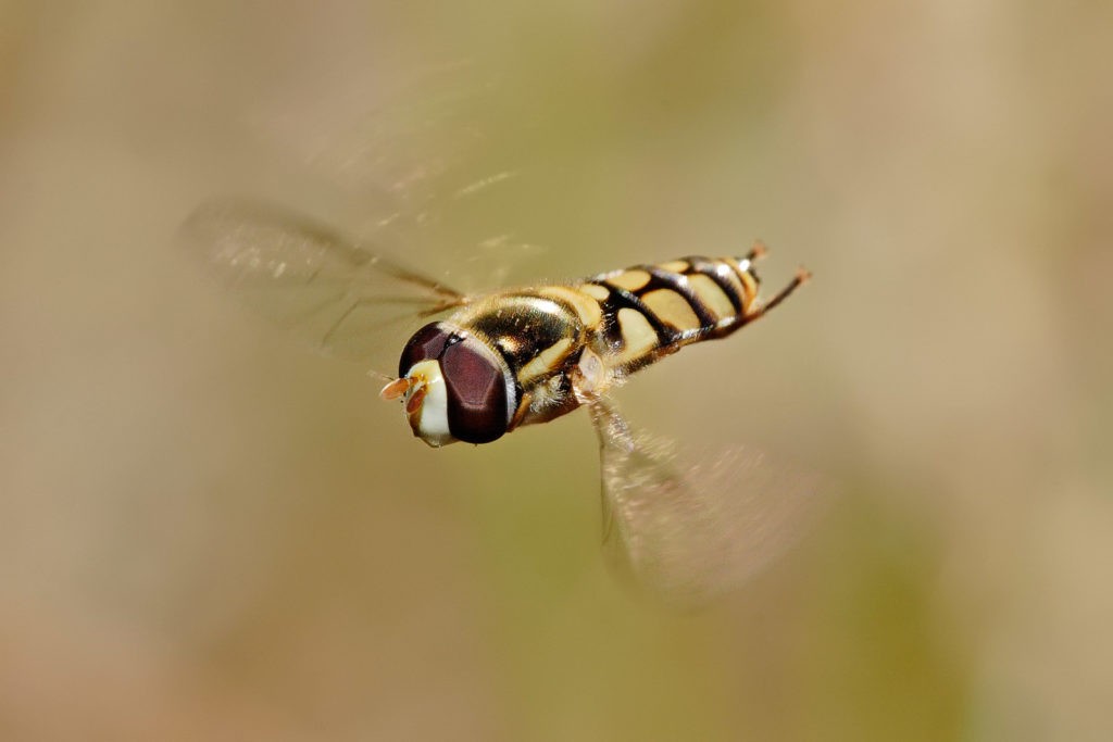 Welke natuurlijke vijanden geschikt zijn voor uw gewas?