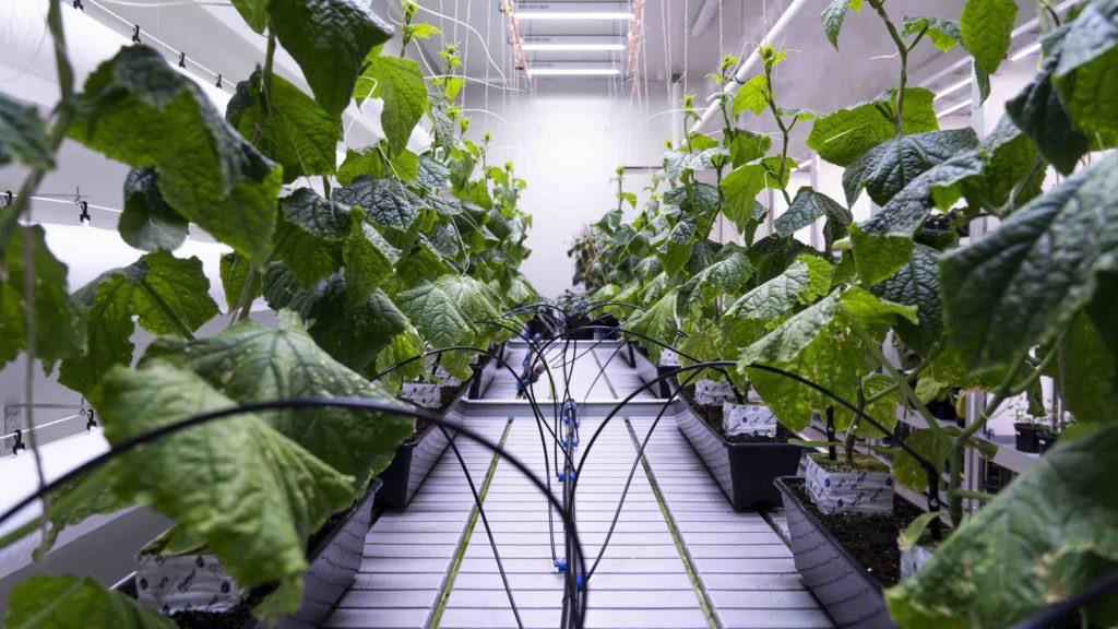 Van klimaatcel naar proefveld; hoe experimenten leiden tot optimaal advies voor telers