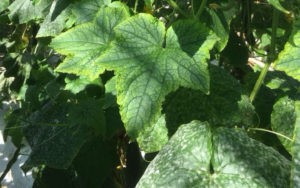 Meeldauw komkommerplant