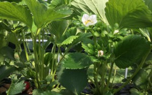 Residuvrije teelt proef