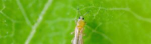 Tripsbestrijding met Atheta coriaria