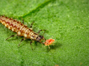 bladluisbestrijding met Chrysoperla carnea